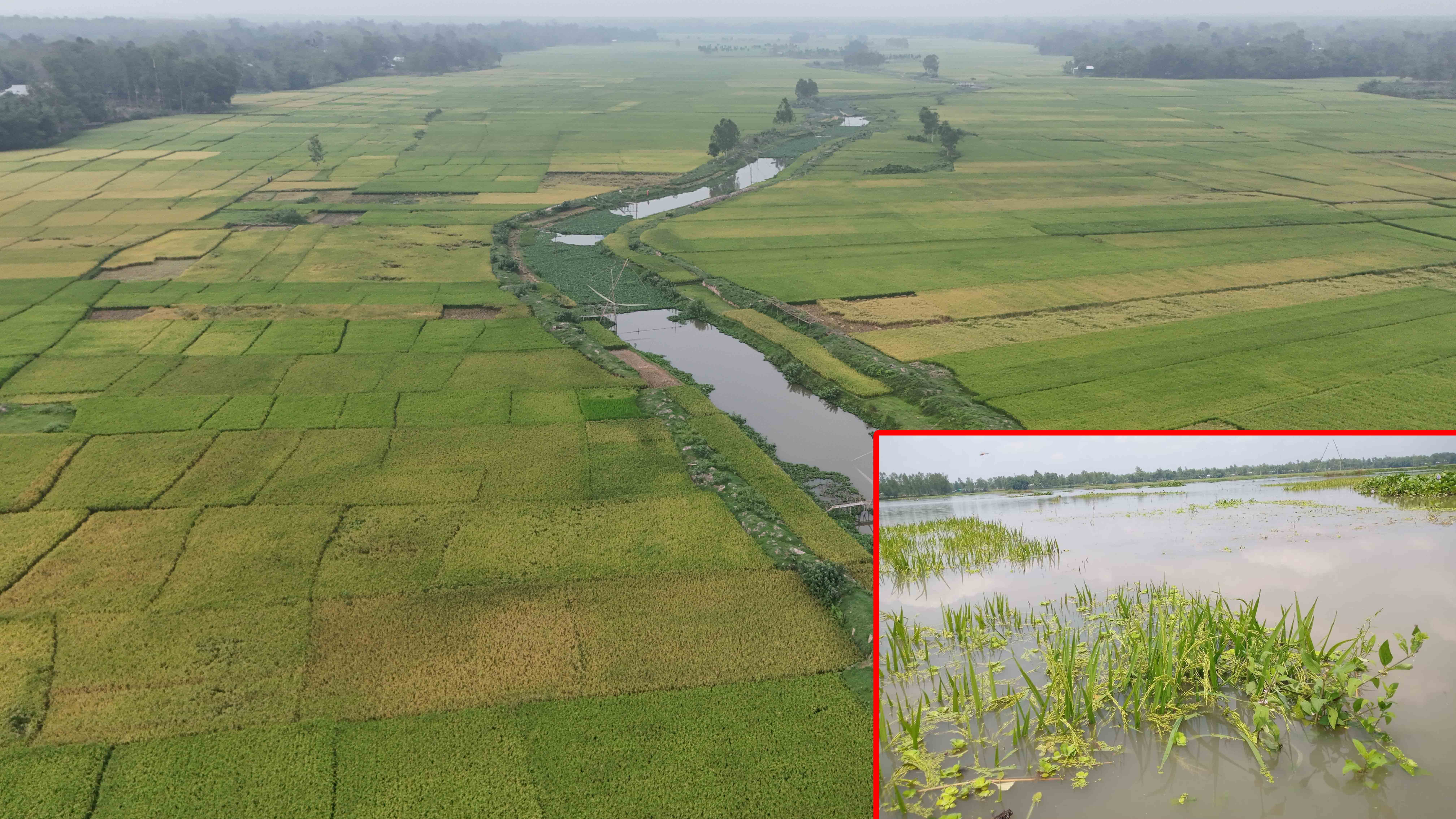 মধুপুরে আগাম বৃষ্টিতে হাওদাবিলের ৫শ বিঘা জমির পাকা ধান পানির নিচে